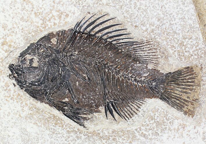 Priscacara Fossil Fish - Beautiful Presentation #20817